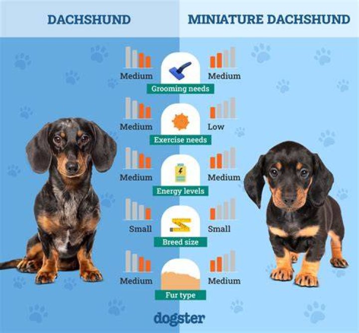 A Comprehensive Guide To Miniature Dachshund Lifespans