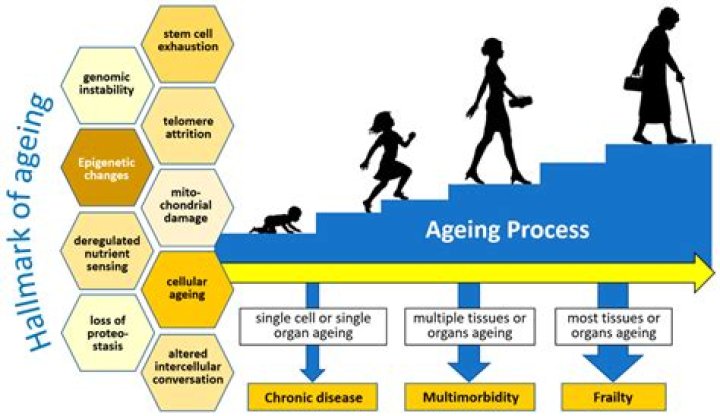 A Realistic Journey Of Aging And Growth