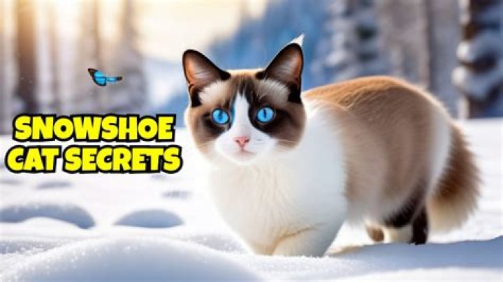 Discover the Charming Snowshoe Cat: A Guide to This Unique Feline Friend