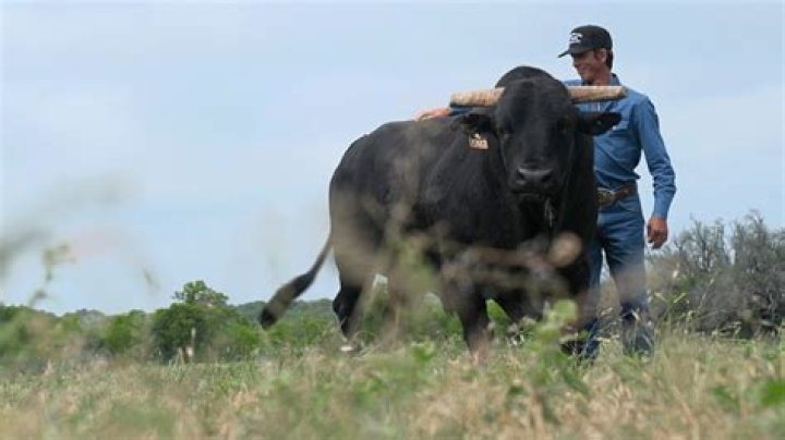 Discoveries and Insights into JB Mauney's Son's Bull Riding Journey