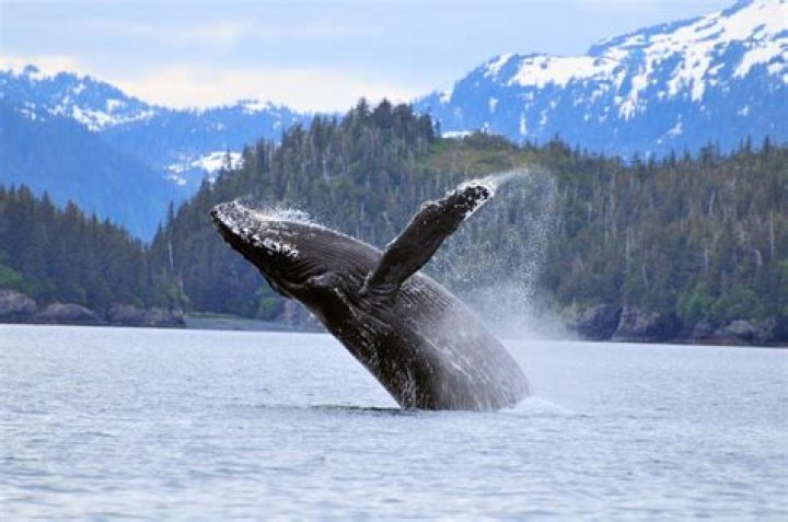 Discoveries In The Alaskan Wilderness