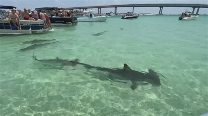 Dive Into The Realm Of Sharks In Destin, Florida