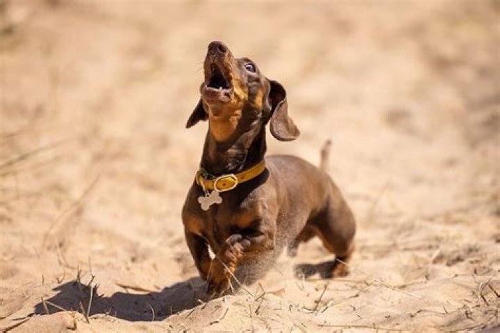Exploring The Enigmatic Barking Behavior Of Dachshunds