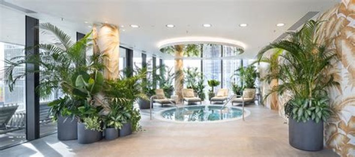 Holly: The Versatile Plant That Brings Life and Color to Every Season