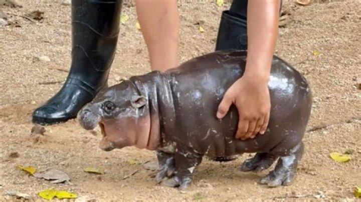 How Old is Haggis the Hippo? Uncovering the Age of Edinburgh Zoo's Pygmy Star