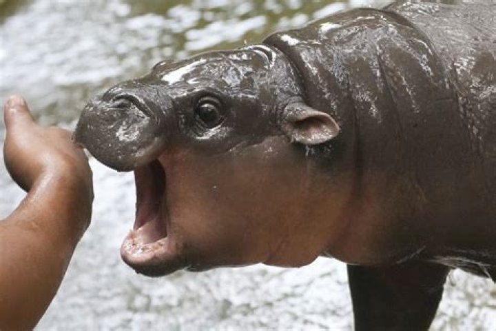 How Old Is Moo Deng in 2025? Uncovering the Viral Pygmy Hippo's Age and Story