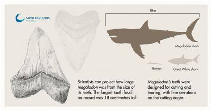 How Tall Was Megalodon? Unlocking The Secrets Of The Colossal Predator