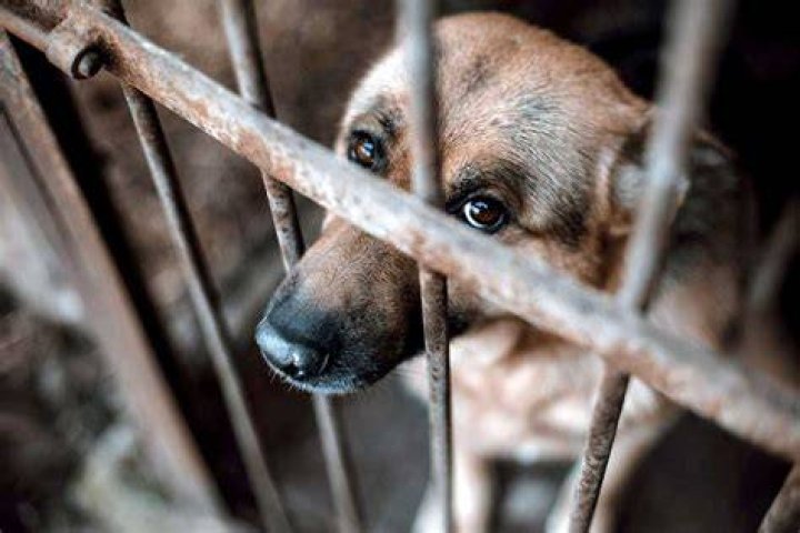 How To Report And Prevent Sexual Exploitation And Animal Cruelty Online