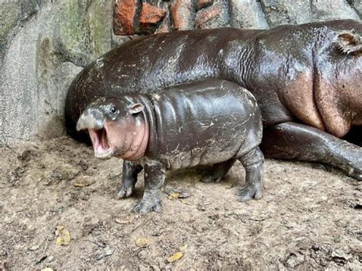 Is Moo Deng Male or Female? The Story of a Beloved Pygmy Hippo