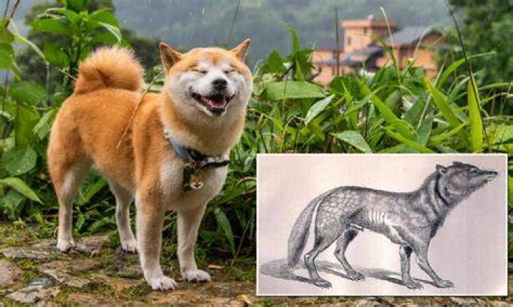 Japanese dog breed said to be the closest to wolves Word Craze Answer