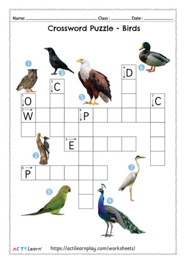 Large, flightless birds Crossword Clue NYT