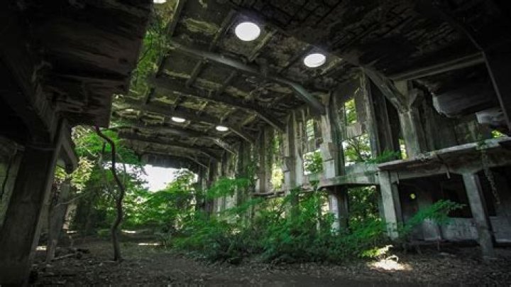 Life's Triumph In Abandoned Cities