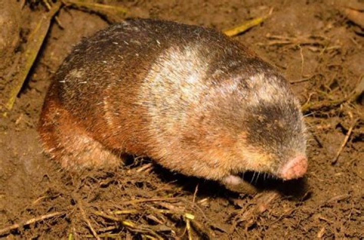 The Fynbos Golden Mole: Unearthing the Secrets of South Africa's Floral Kingdom