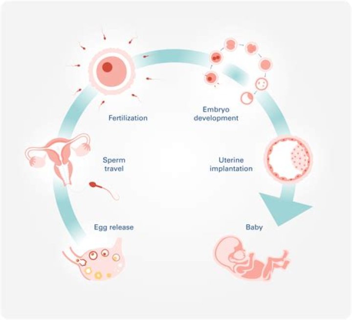 The Oldest Natural Pregnancy: Unpacking the Limits of Human Fertility