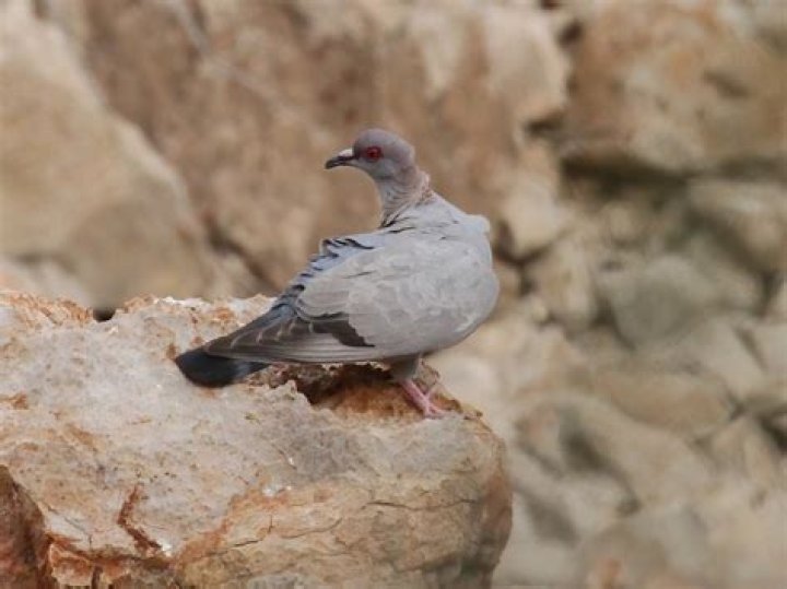 The Somali Pigeon: A Winged Ambassador of the Horn of Africa