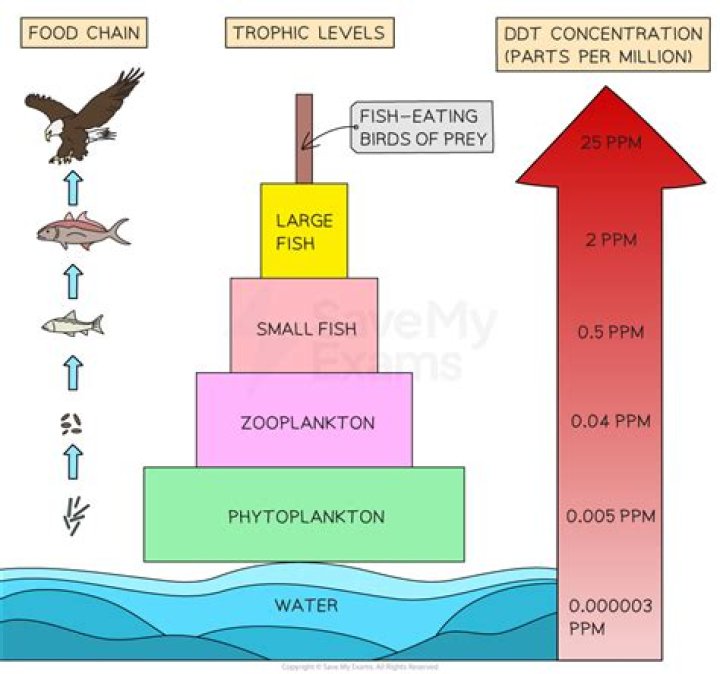 Uncover The True Meaning Of DDT On TikTok: Insights And Discoveries