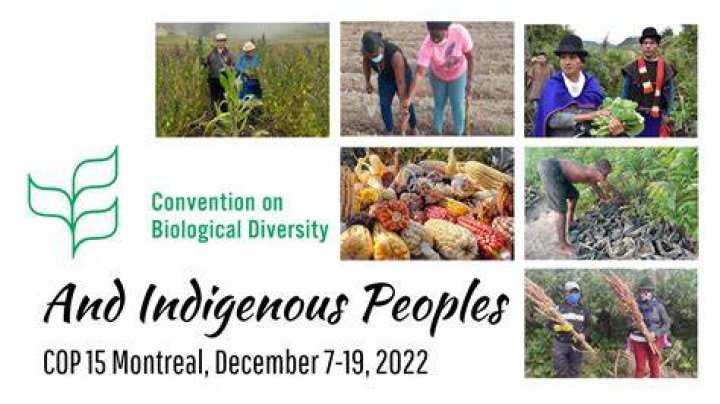 Uncovering The Significance For Indigenous Representation