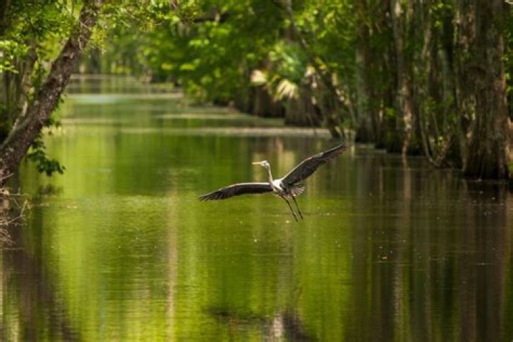 Unlock The Secrets Of The Bayou Effect: Discoveries And Insights Await