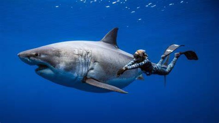 Unraveling The World Of Ocean Ramsey