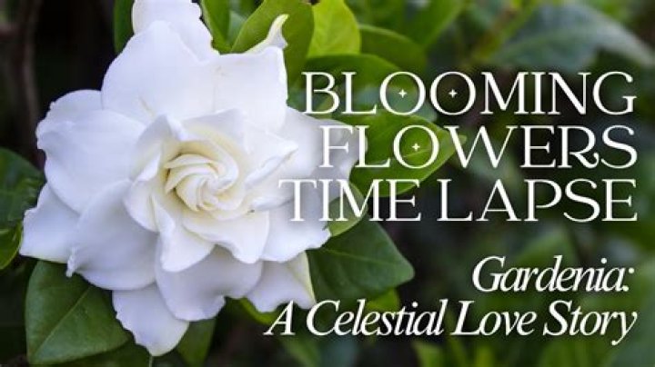 Unveiling the Celestial Love Story: The Mythology of Vega