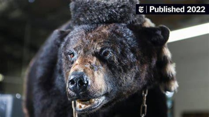 Unveiling The Cocaine Bear's Financial Frenzy: Gross Secrets Revealed!