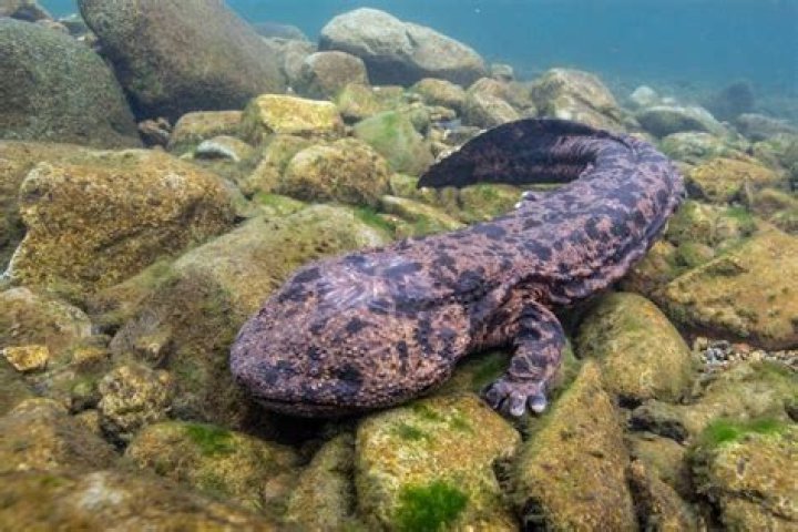 Unveiling The Enigmatic Salamander Of Monsters, Inc.: A Journey Of Discovery