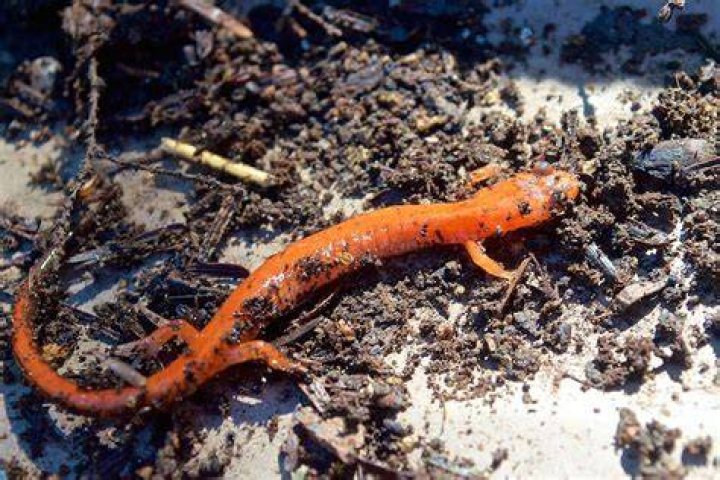 Unveiling The Hidden World Of Salamanders From Monsters, Inc.