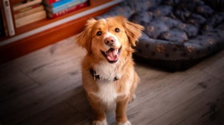 Unveiling The Pamarayan Dog: Discoveries And Insights