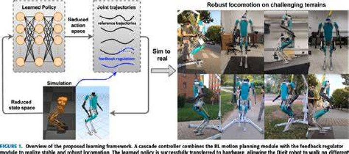 Unveiling The Secrets Of Bipedal Locomotion