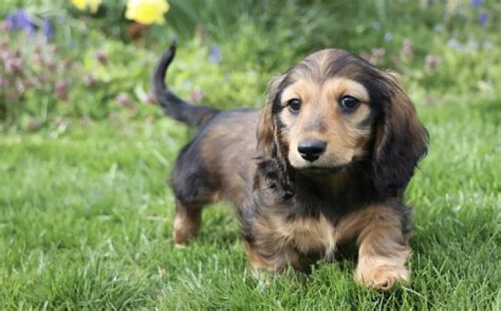 Unveiling The Secrets Of Dachshund First Season: A Comprehensive Guide