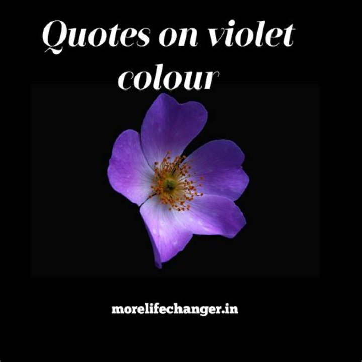What Does a Violet Mean in Love? Unveiling a Timeless Message