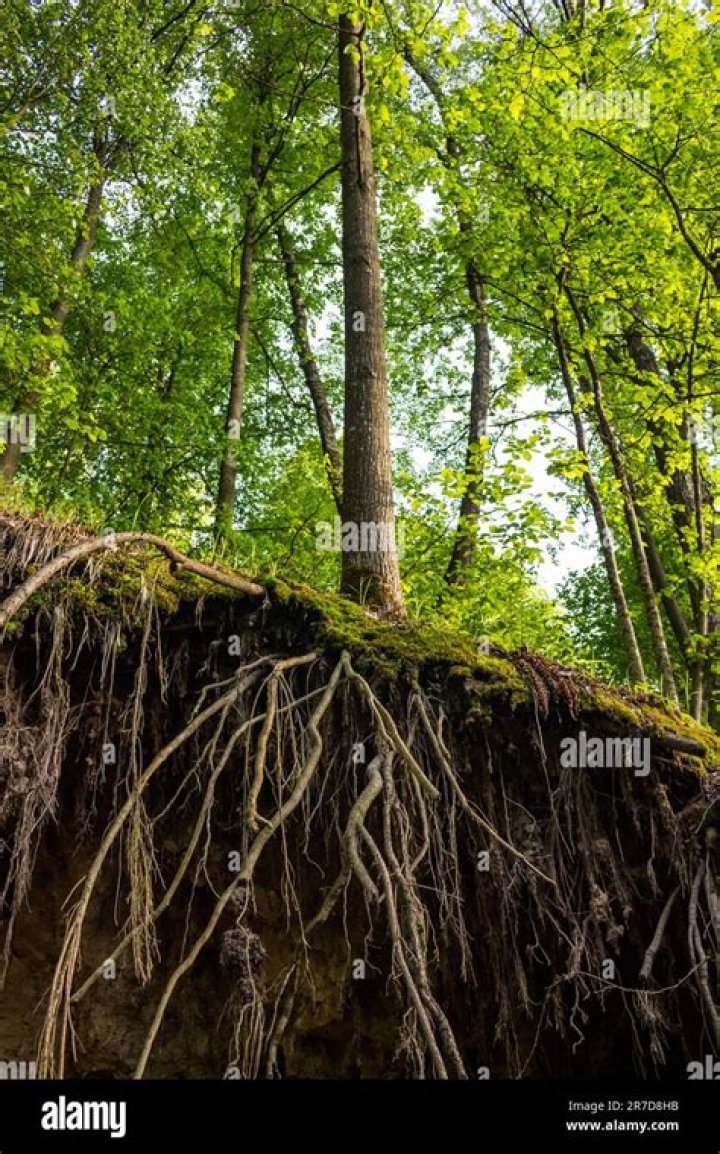 Where Did Anne Abel Grow Up? Exploring the Roots of a Life Story