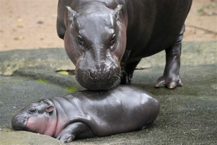 Who is Moo Deng's Father? Uncovering the Pygmy Hippo's Family Story
