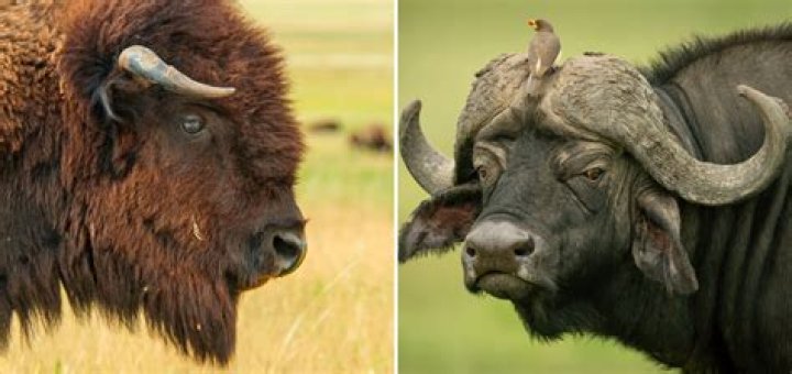 Why Are Bison No Longer Called Buffalo? Unpacking a Common Misnomer