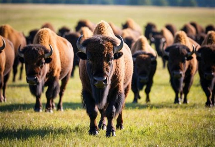 Why Are Bison No Longer Called Buffalo? Unraveling a Centuries-Old Misnomer